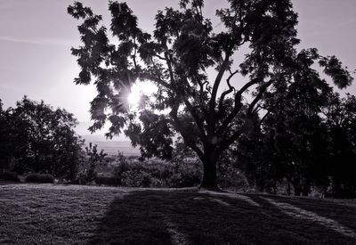 Sunrise in the Wine Country