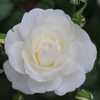 14 Roses Are Coming Up White