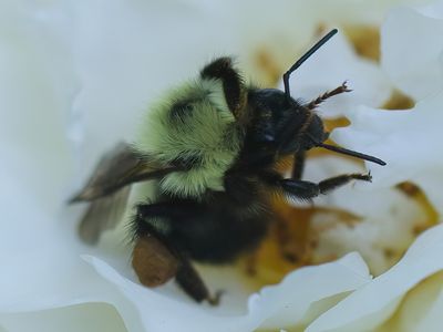 Not for voting:  Bee Loving This Rose (5th image)