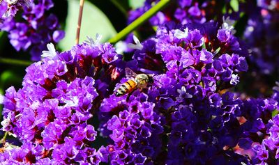 In Keeping With My Yellow Themes....(a Bee)