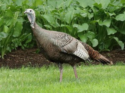 13 Early for Thanksgiving