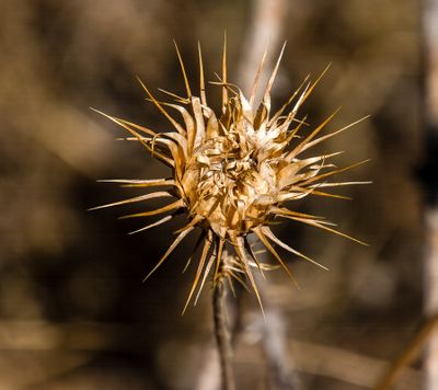06 A Burned Out Thistle 