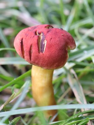 Hot 'Shroom