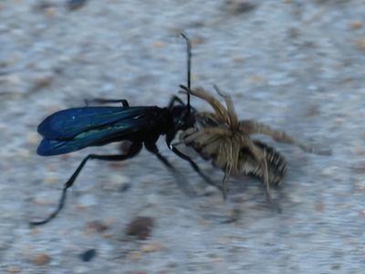 Wasp vs. Spider