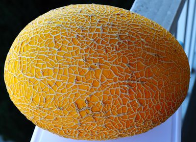 The Golden Egg