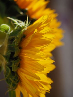 13 Sunflower