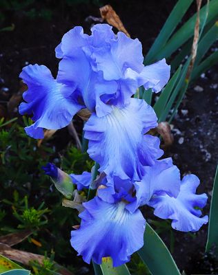 IMG_0668FF2U.jpg