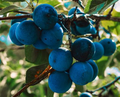 03 Plums