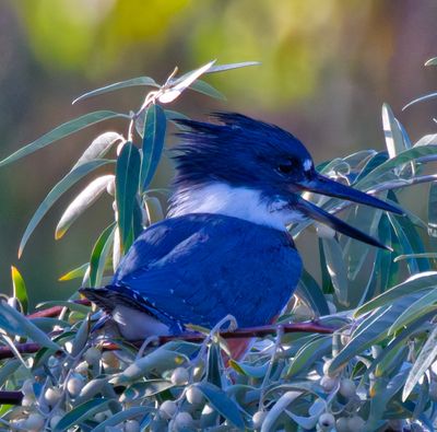 16 Belted Kingfisher