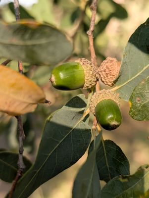Acorns Coming