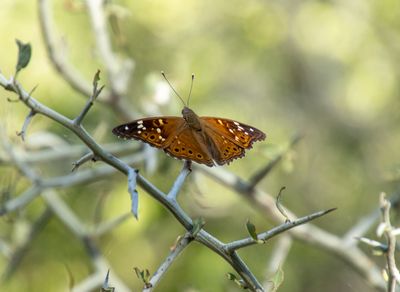 Butterfly on a Branch