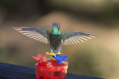 Hummer Spreads its Wings