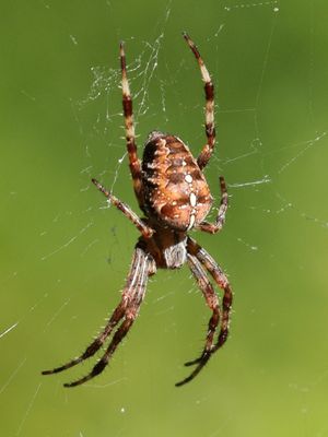01 Spider Close-Up
