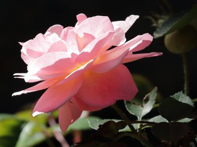 Rose from Side