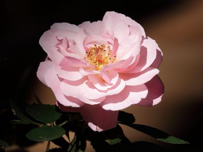 Rose from Front