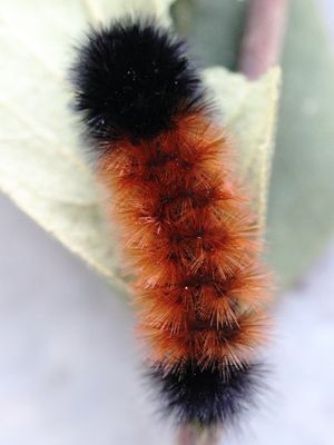 Woolly Bear