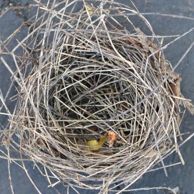 Bird's nest righted, from directly above