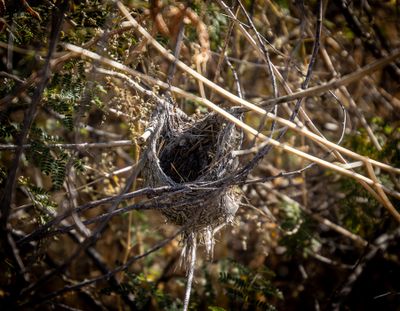 Bell's Vireo Nest