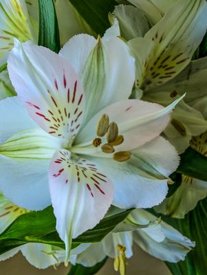 Macro of a Flower for a table
