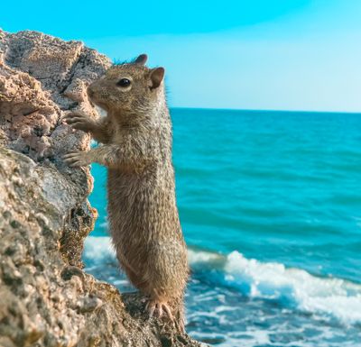 An AZ Squirrel on Vacation in CA