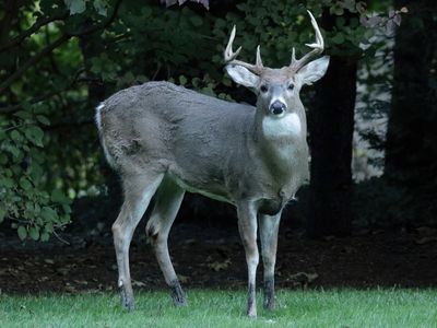 Obligatory Backyard Deer