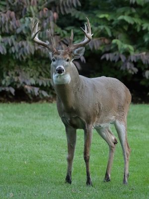 Backyard Deer Returns I