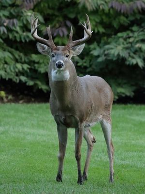 Backyard Deer Returns II