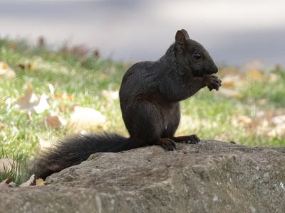 17 Snacking in the shade because there are hawks overhead.