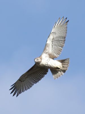Soaring