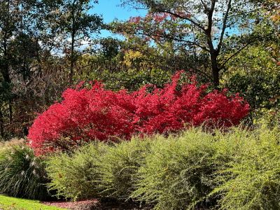 18 Fire Bush