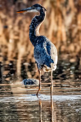 19 Backlit Heron