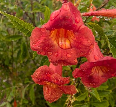 Rain in the Desert brings Joy 