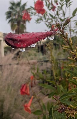 06 Dying Flower with Rain Drops