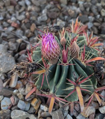 The Last Flower of Autumn