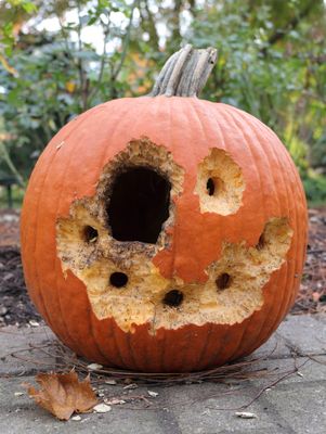 14 There's always a risk when you let the squirrels do the carving.