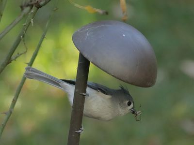 Tufted Titmouse