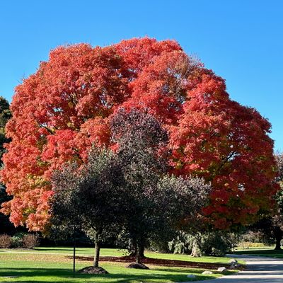 Sugar Maple