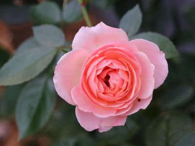 Another Last Rose