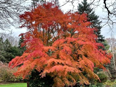 19 Autumn's Last Fire