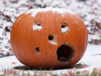 Pumpkin Can't Stop Smiling