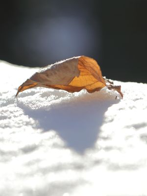 16 Leaf Landed Light
