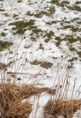 A MN Winter: White & Brown, with a touch of Dull Green