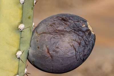 03 Fruit of a Peruvian Cactus