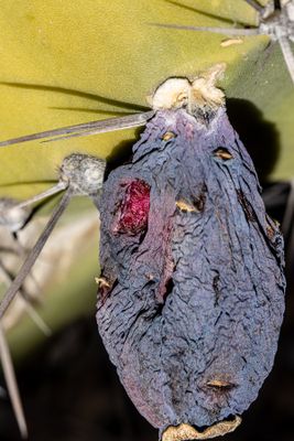 04 Withered Fruit
