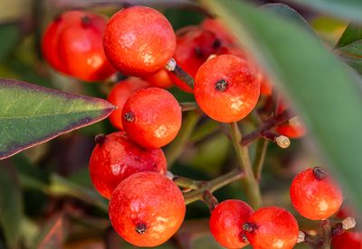 05 Winter Red Berries