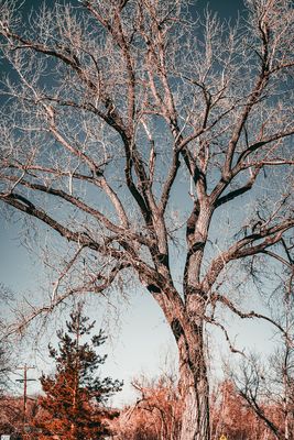 Winter Tree