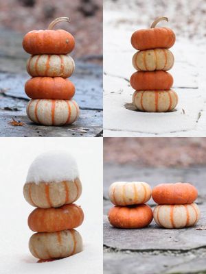 15 Baby Pumpkins Enjoying The Changing Winter Scene