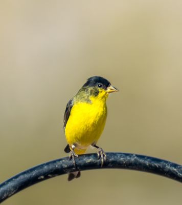 03 The Goldfinch