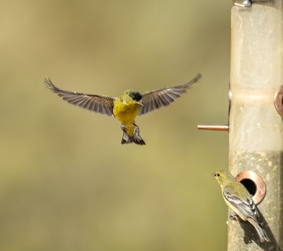 04 The Gold Finch In Flight