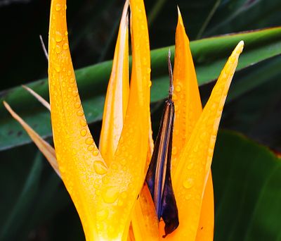 06 A Flower in the Rain